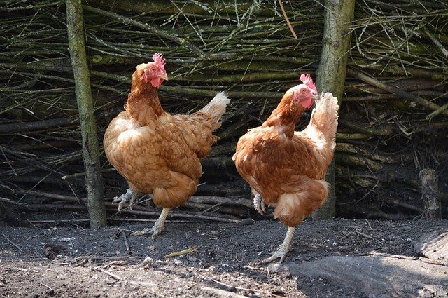 chickens 164419 640
