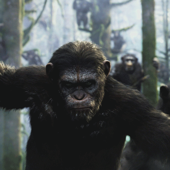 The Dark Story of the Gombe Chimpanzee War