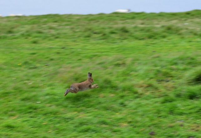 These Rabbits Do Handstands and It’s Not Just For Easter