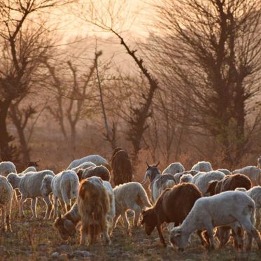 Chupacabra Blamed for Four Separate Livestock Killing Sprees at One Ranch in Mexico