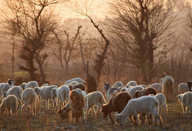 Chupacabra Blamed for Four Separate Livestock Killing Sprees at One Ranch in Mexico