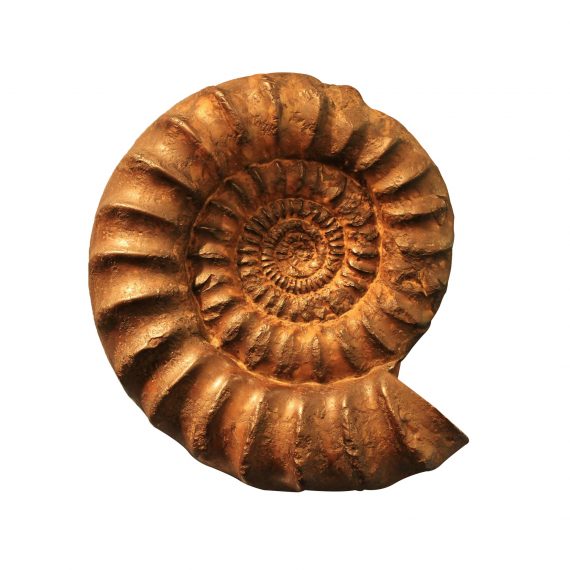 Ammonite 570x570