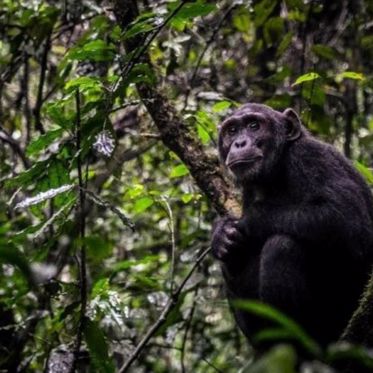The Mysterious Tree-Worshipping Chimpanzees of Guinea