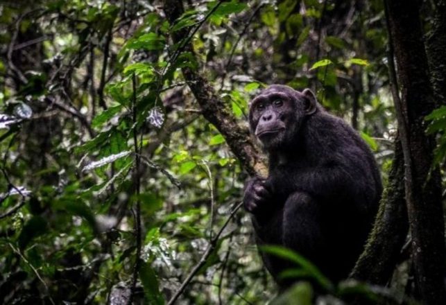 The Mysterious Tree-Worshipping Chimpanzees of Guinea