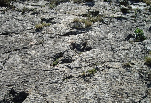 World’s Tiniest Stegosaur Print Found in China