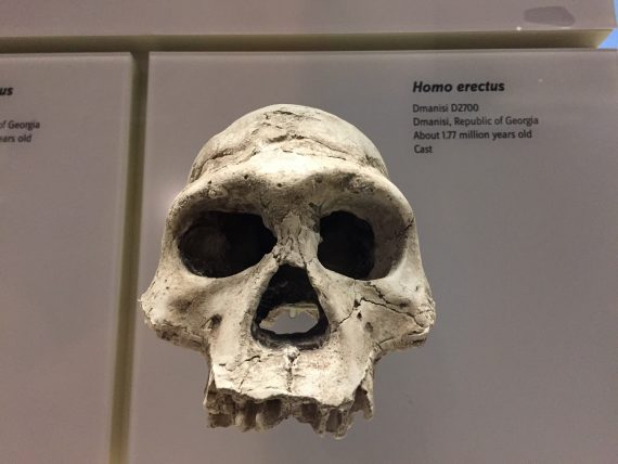 Homo erectus 570x428