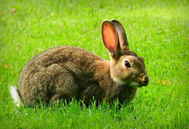 Wild Rabbits Unearth Ancient Artifacts on “Dream Island”