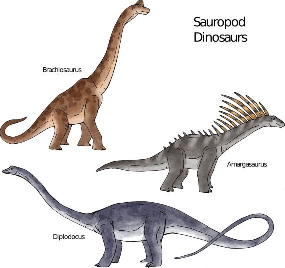 Sauropods 1 570x536