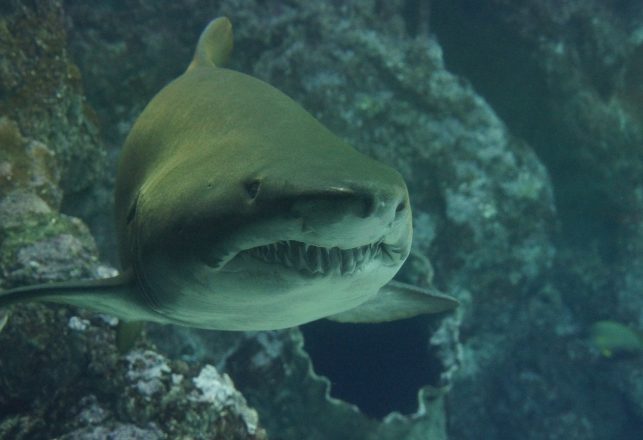 New Update on New Mexico’s “Godzilla Shark”