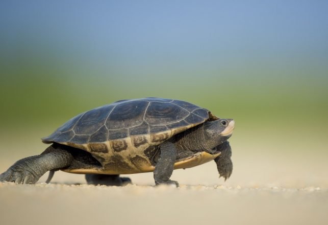 Ancient Turtle Found in a Church Pillar and a Small Mammal That Lived With the Dinosaurs