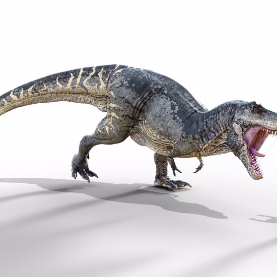 Slow Mover! Studies Show Humans Could Outwalk a Tyrannosaurus Rex