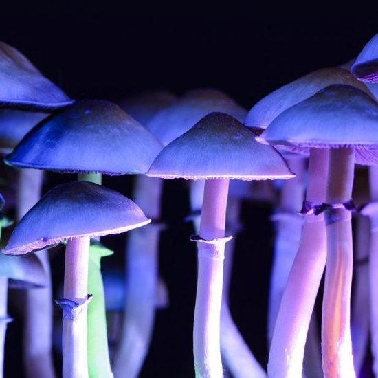 Fungus Expert Tells NASA Why Astronauts Should Grow and Eat Magic Mushrooms in Space