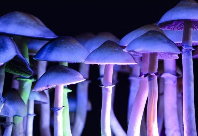 Fungus Expert Tells NASA Why Astronauts Should Grow and Eat Magic Mushrooms in Space