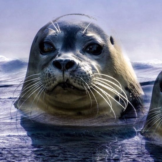 Mysterious Seal Mutilations in Canada Baffle Investigators