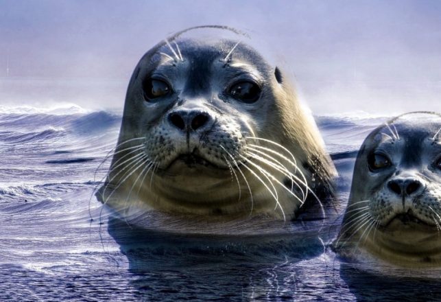 Mysterious Seal Mutilations in Canada Baffle Investigators