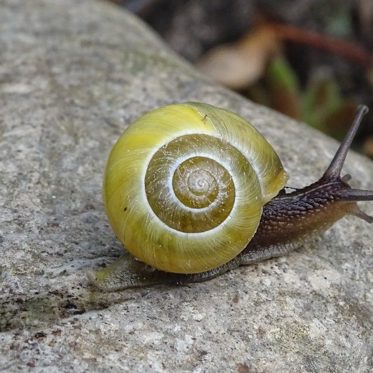 Slimy, Sinister and Monstrous: A Mysterious Beast That Left a Trail Behind It