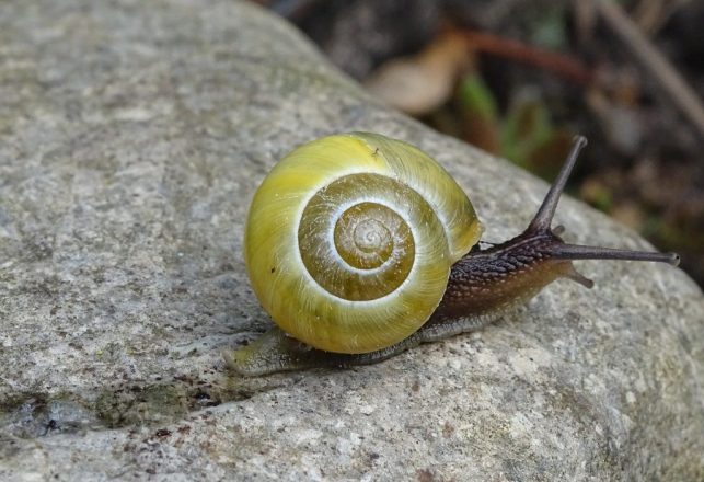 Slimy, Sinister and Monstrous: A Mysterious Beast That Left a Trail Behind It