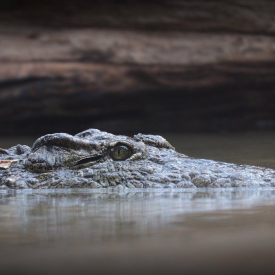 Massive Crocodile Terrorized Australia 8 Million Years Ago