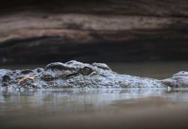 Massive Crocodile Terrorized Australia 8 Million Years Ago