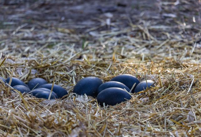 First-of-its-Kind Discovery of an Extinct Dwarf Emu Egg on King Island