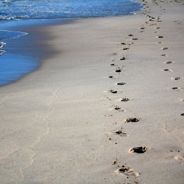 Prehistoric Mammal Footprints Found in Wyoming