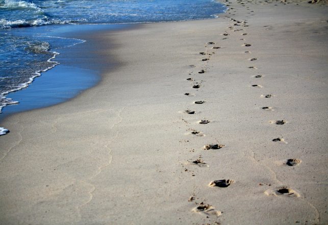 Prehistoric Mammal Footprints Found in Wyoming