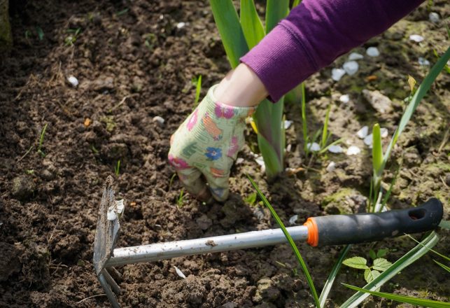 Canadian Woman Unearths Ancient Arrowheads While Gardening