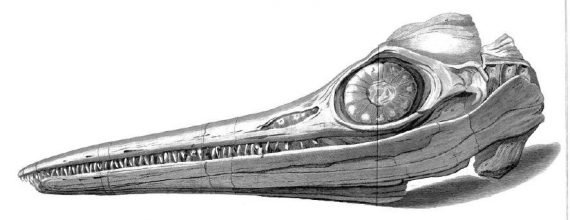 Ichthyosaur 570x220