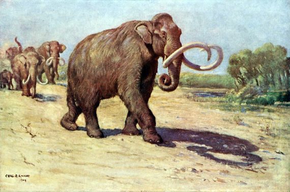 Mammoths 570x378