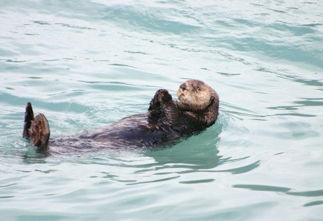 “Extinct” Giant River Otter in Argentina and Vulture in Israel Have Been Rediscovered