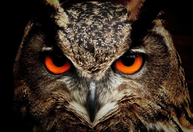 Orange-Eyed Owl Thought to be Extinct for Over a Century Has Been Rediscovered