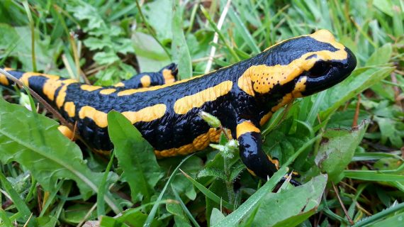 Salamander 570x320