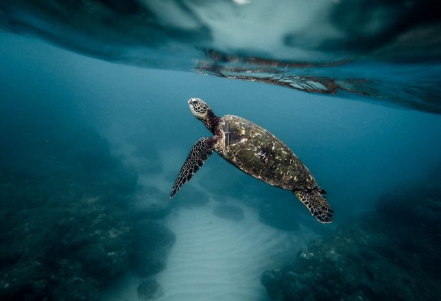 Frog-Faced Turtle Sucked Down Mouthfuls of Prey Millions of Years Ago