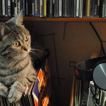 The Top Secret and Sad Saga of What Became Known as “Acoustic Kitty”