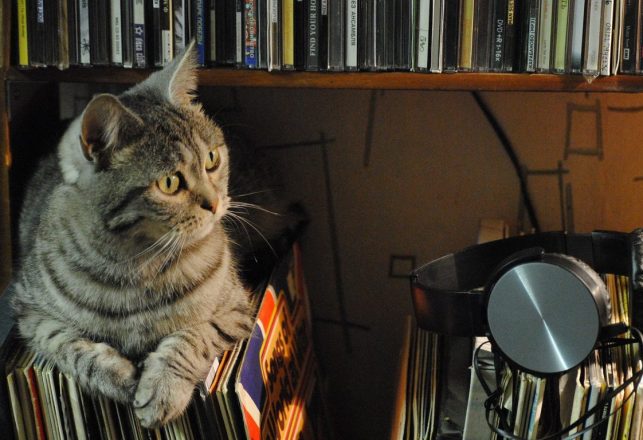 The Top Secret and Sad Saga of What Became Known as “Acoustic Kitty”