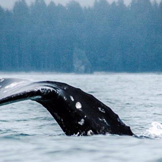 Dead Whales and Deep Sea Fish on California Beaches — Fukushima, Quake Warning or Something Else?