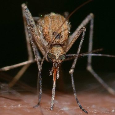Bio-Engineered Mosquitoes Released in Florida and More Bio-Bugs are Coming