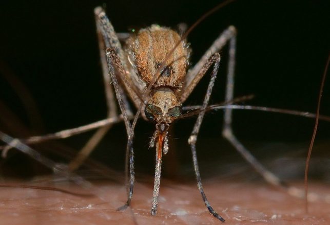 Bio-Engineered Mosquitoes Released in Florida and More Bio-Bugs are Coming