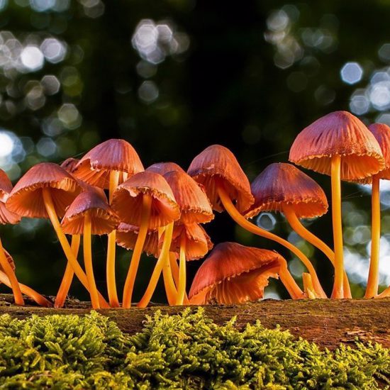 Get Ready for Satellites Made of Mushrooms