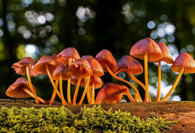 Get Ready for Satellites Made of Mushrooms