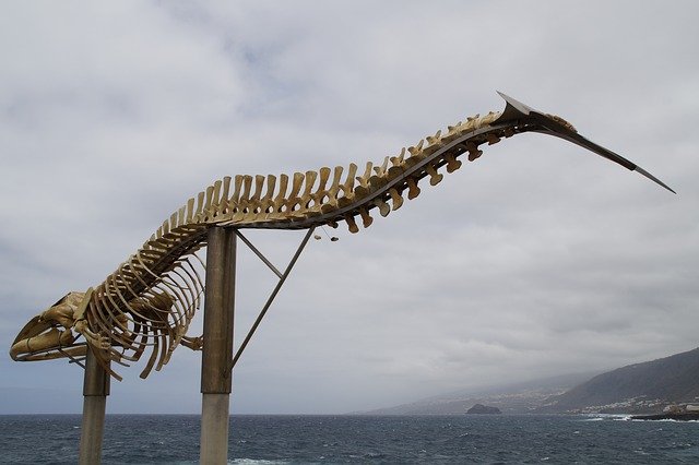 whale skeleton 2499844 640