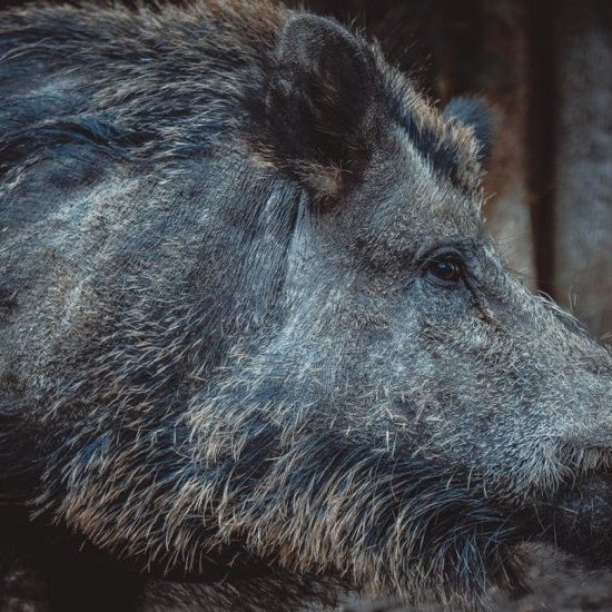Killing of Alleged Shapeshifting Boar Demon Investigated in West Java