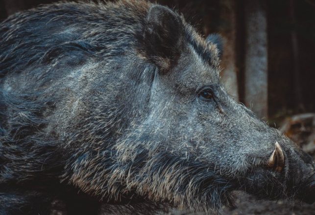 Killing of Alleged Shapeshifting Boar Demon Investigated in West Java