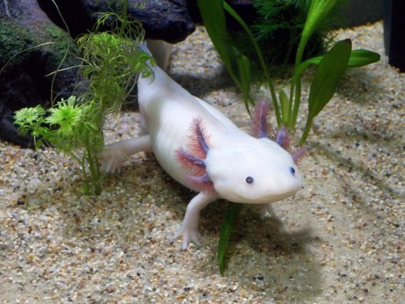 Axolotl 570x428