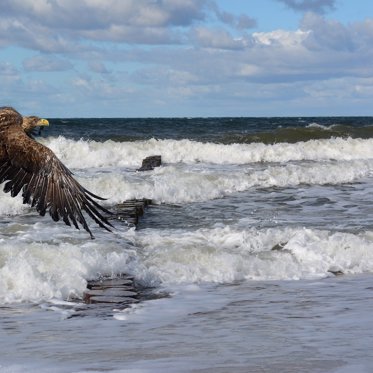 White-Tailed Eagles Seen For the First Time in Scottish Loch in Over a Century