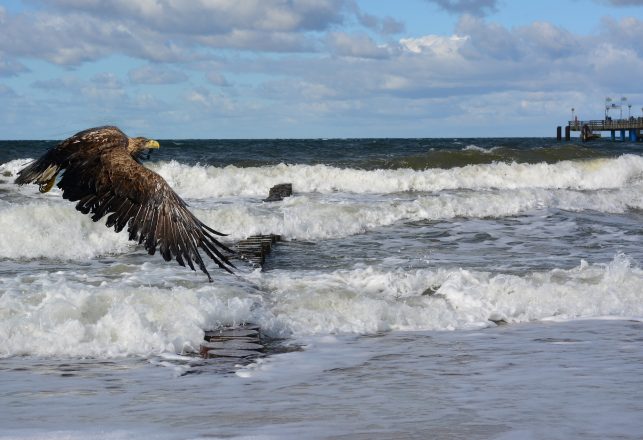 White-Tailed Eagles Seen For the First Time in Scottish Loch in Over a Century