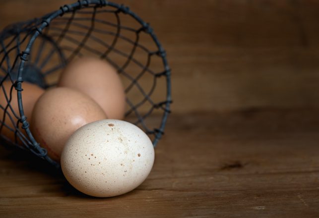 Extremely Rare Chicken Egg and a Rediscovered California Albatross