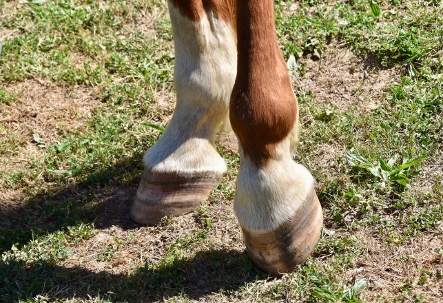 1.8-Million-Year-Old Hoofed Footprints Found in Tanzania