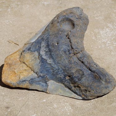 “Incredibly Rare” Megalodon Tooth Found on Essex Beach