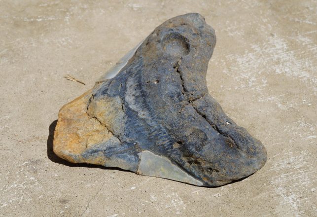 “Incredibly Rare” Megalodon Tooth Found on Essex Beach